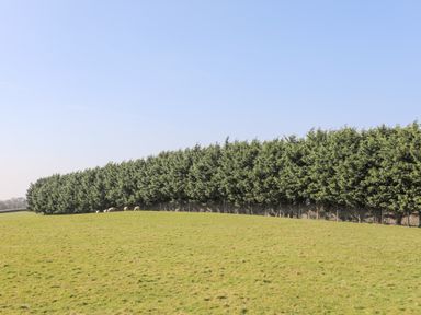 A grassy field with sheep near a row of tall evergreen trees at Bryn Afon Farm in Llanrug