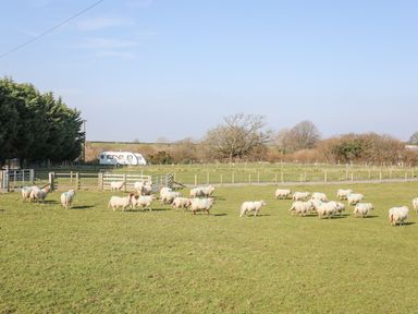 A field with sheep grazing in a fenced pasture with trees and a caravan in the background at Bryn Afon Farm in Llanrug