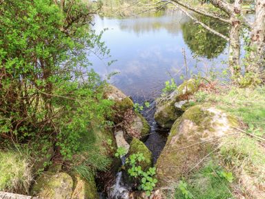 A natural water stream with mossy rocks and green vegetation near a pond at Garden Cottage in Garndolbenmaen near Tremadog