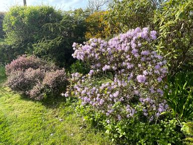 A garden featuring flowers and bushes at Penllain Newport, Pembrokeshire