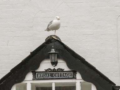 A seagull standing on a black roof above a sign that reads Rydal Cottage