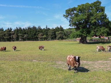 A pasture with sheep grazing under a large tree near a forest at Shorthorn Barn in Attlebridge near Taverham