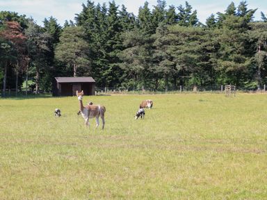 A grassy field with a llama and four sheep near a wooden shelter and trees at Shorthorn Barn in Attlebridge near Taverham
