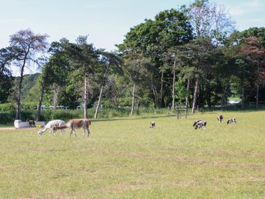 A field with grazing animals and trees in the background at Shorthorn Barn in Attlebridge near Taverham