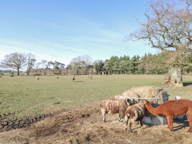 A field with sheep and an alpaca eating hay near a large tree and a wooden shelter in the background at Shorthorn Barn in Attlebridge near Taverham