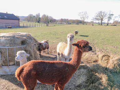 A field with several alpacas and sheep near a hay feeder and a brick building at Shorthorn Barn in Attlebridge near Taverham