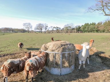 A field with sheep and alpacas around a hay feeder at Shorthorn Barn in Attlebridge near Taverham