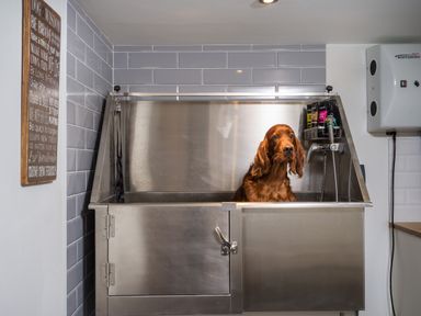 A dog in a metal washing station with grooming products on the wall in a tiled room at Fellside Lodge in Bowness-On-Windermere