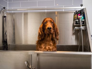 A brown dog sitting in a stainless steel pet washing station with grooming supplies at Fellside Lodge in Bowness-On-Windermere