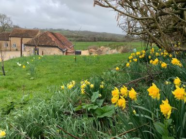 A garden with yellow daffodils and green grass near stone buildings in a rural area at Swallows Nest in Puxey near Sturminster Newton