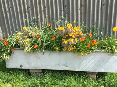 A metal container filled with yellow and orange flowers standing on grass in front of a corrugated metal wall at Swallows Nest in Puxey near Sturminster Newton