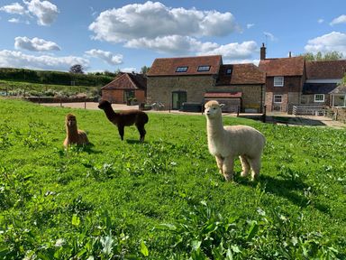 A green field with three alpacas in front of stone and brick buildings under a blue sky at Swallows Nest in Puxey near Sturminster Newton