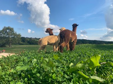 Three alpacas standing on green grass with trees and blue sky in the background at Swallows Nest in Puxey near Sturminster Newton