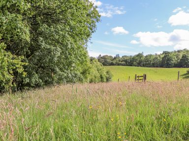A field with tall grass and trees under a blue sky at The Owl's Shack in Kendal