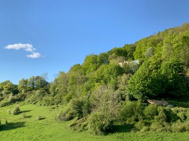 A hillside covered with trees and grass under a blue sky at Under Catswood in Elcombe near Stroud