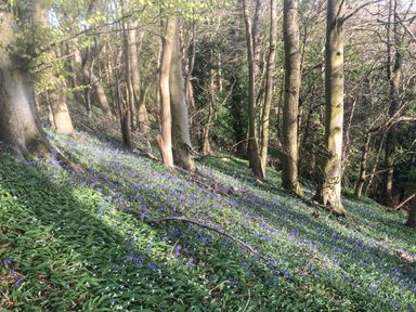 A forest with trees and a ground covered in blue and white flowers at Under Catswood Elcombe near Stroud
