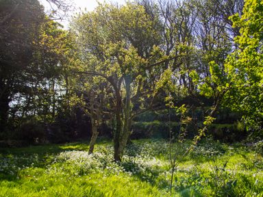 An outdoor scene with trees and flowers in a field at Carrows Stable Morwenstow