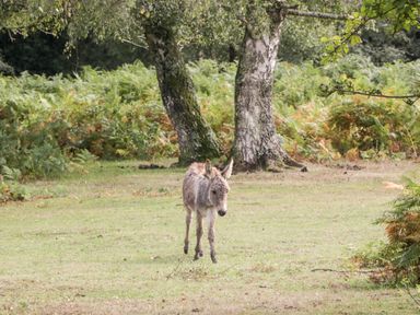 A small donkey standing on grassy land with two birch trees and ferns in the background
