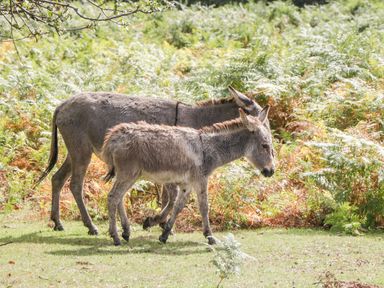 Two donkeys standing on grass with ferns and bushes in the background at Oakapple Cottage in Swan Green near Lyndhurst