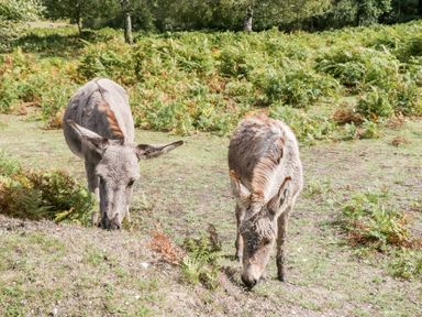 Two donkeys grazing in a field with ferns and trees at Oakapple Cottage in Swan Green near Lyndhurst