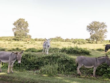 A field with four donkeys and two trees at Oakapple Cottage in Swan Green near Lyndhurst