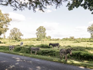 A grassy field with five donkeys near a road with trees in the background at Oakapple Cottage in Swan Green near Lyndhurst