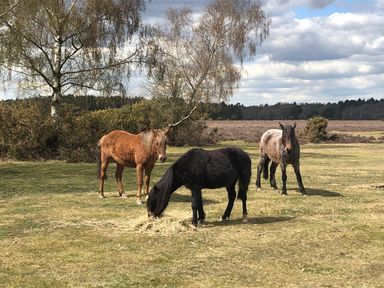 Three horses standing on grass with one eating hay and trees and bushes in the background at Oakapple Cottage Swan Green near Lyndhurst