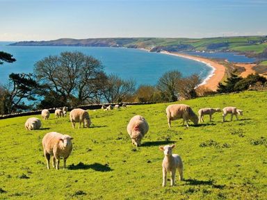 A grassy hillside with sheep and lambs grazing near a coastline with a beach and hills in Dartmouth