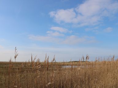 A field with tall dry grass under a partly cloudy sky at Seaview Cottage in Salthouse Norfolk
