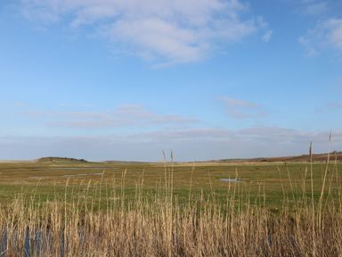 A flat grassy landscape with tall dry grass in the foreground and a blue sky at Seaview Cottage in Salthouse Norfolk