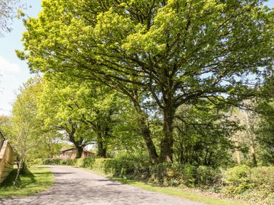 A gravel road with trees on both sides and a house in the distance at Dove Lodge in Highampton near Sheepwash
