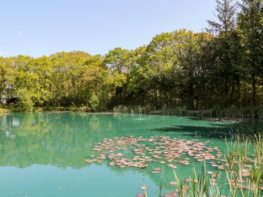 A pond with lily pads and aquatic plants surrounded by trees at Dove Lodge in Highampton near Sheepwash