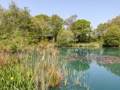 A pond with water plants and trees around it at Dove Lodge in Highampton near Sheepwash