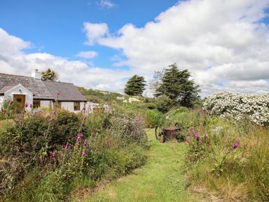 A small cottage with a sloped roof surrounded by overgrown grass and wildflowers with an old rusty wheelbarrow on a grassy path at Plas Coch Rhoscolyn in Rhoscolyn