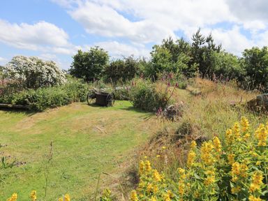A garden with yellow flowers and green shrubs surrounding a grassy area with an old wheelbarrow at Plas Coch Rhoscolyn in Rhoscolyn