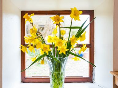 A window with wooden frame and a glass vase with yellow daffodils on the windowsill at The Stable in Fethard-On-Sea County Wexford