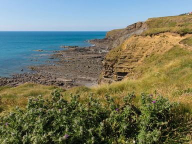 A rocky coastal cliff with grassy vegetation and thistles overlooking the sea at The Linhay in Holsworthy