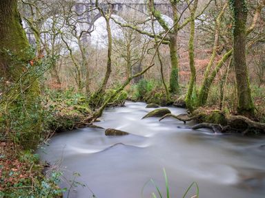 A flowing river surrounded by moss-covered trees and rocks with a stone bridge in the background at The Old Vicarage Retreat in Luxulyan