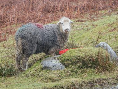 A sheep standing on grass near rocks with bushes in the background at Pheasant's Nest Kirkstone 11 Limefitt Park near Windermere