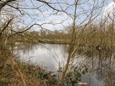 A pond surrounded by leafless trees and bushes at Tynewydd Fields in Cross Inn