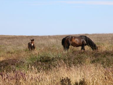 A field with tall grass and bushes with two horses grazing in the countryside