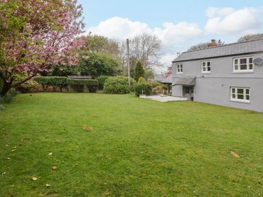 A grassy backyard with a blossoming tree and a house with white walls and multiple windows at Sea View in Newport Pembrokeshire