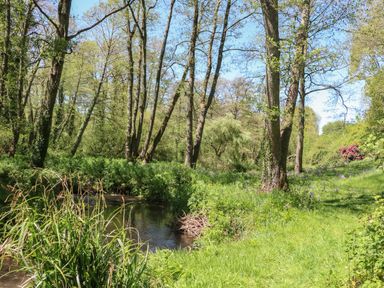 A forest scene with a stream surrounded by trees and grass at Little Barton in Stogumber near Watchet