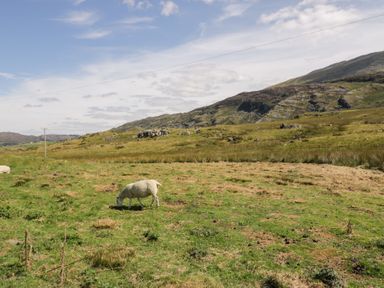 An outdoor landscape with sheep grazing in the field at Cwm in Capel Curig