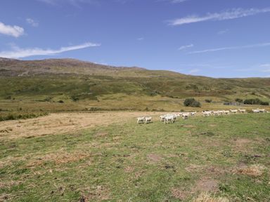A grazing area with sheep and mountains at Cwm in Capel Curig