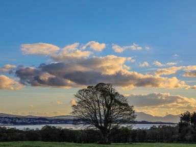 A large tree in a field with a body of water and mountains in the background at Oscars Pad in Brynsiencyn