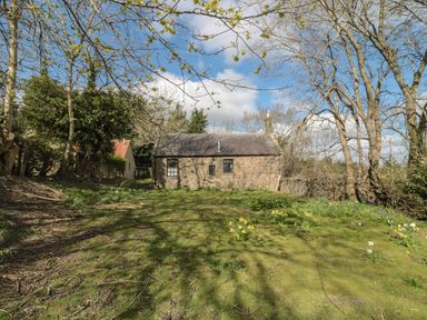 A stone cottage with windows and a chimney surrounded by trees and grass with scattered daffodils at Rose Cottage in Akeld near Wooler