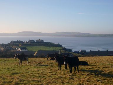 A field with donkeys and houses near a body of water at Apartment One in Duncannon County Wexford