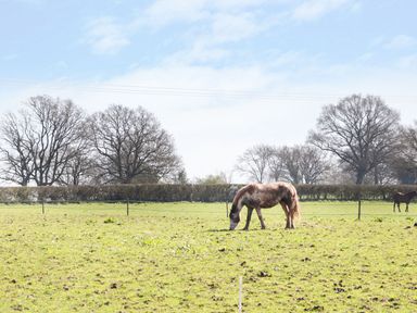 A field with horses grazing and trees in the background at The Cider House in Leominster