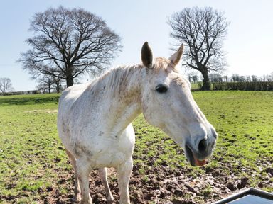 A white horse standing on a grassy field with bare trees in the background at The Cider House in Leominster